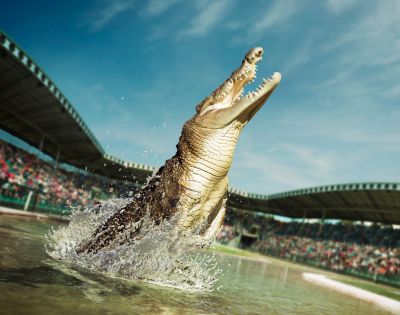 A large crocodile leaps dramatically out of the water in an arena, mouth open wide. Spectators in the background add excitement to the scene.