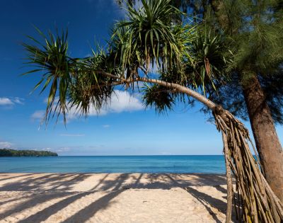 A serene beach scene with clear blue skies and turquoise sea. A tropical tree with spiky leaves arches over the sandy shore, casting gentle shadows.