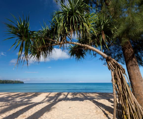 A serene beach scene with clear blue skies and turquoise sea. A tropical tree with spiky leaves arches over the sandy shore, casting gentle shadows.