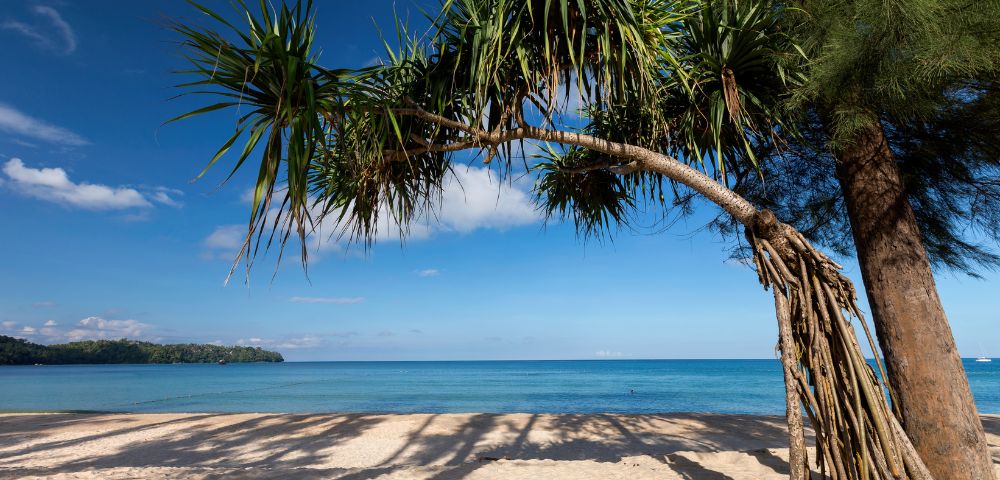 A serene beach scene with clear blue skies and turquoise sea. A tropical tree with spiky leaves arches over the sandy shore, casting gentle shadows.