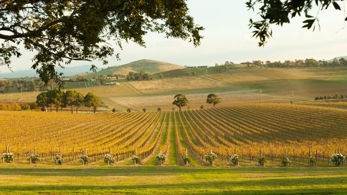 Expansive vineyard under a clear sky, with rows of grapevines stretching towards distant hills. Foreground shaded by a large tree, evoking tranquility.
