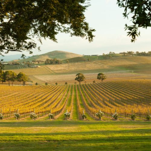 Expansive vineyard under a clear sky, with rows of grapevines stretching towards distant hills. Foreground shaded by a large tree, evoking tranquility.