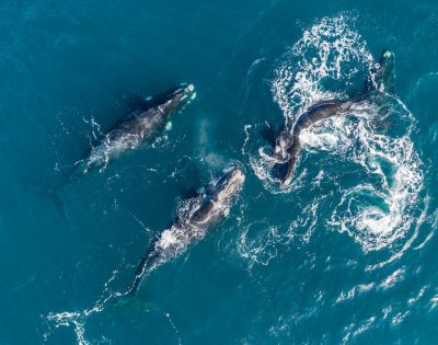 Aerial view of four whales swimming in clear blue ocean water, creating white frothy trails. The scene conveys a sense of freedom and harmony in nature.