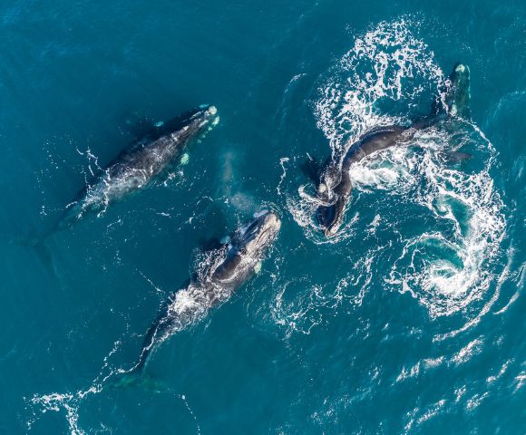 Aerial view of four whales swimming in clear blue ocean water, creating white frothy trails. The scene conveys a sense of freedom and harmony in nature.
