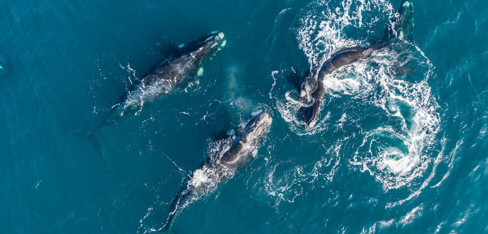 Aerial view of four whales swimming in clear blue ocean water, creating white frothy trails. The scene conveys a sense of freedom and harmony in nature.