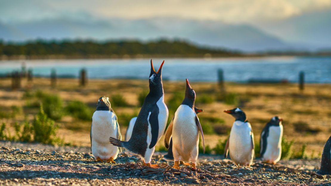 A group of penguins stands on rocky shore with one penguin raising its beak upwards. The background features a blurred sea and cloudy sky.