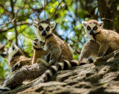 A group of four lemurs, with striking black and white faces, sit on a sunlit tree branch. One lemur cuddles a baby, surrounded by green foliage.