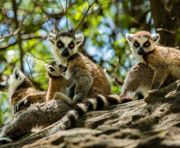 A group of four lemurs, with striking black and white faces, sit on a sunlit tree branch. One lemur cuddles a baby, surrounded by green foliage.