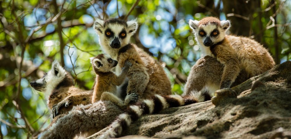 A group of four lemurs, with striking black and white faces, sit on a sunlit tree branch. One lemur cuddles a baby, surrounded by green foliage.
