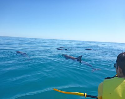 A person kayaking in calm, clear blue waters surrounded by dolphins swimming nearby, under a clear sky, conveying a sense of tranquility and connection with nature.
