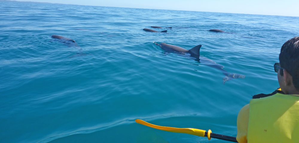 A person kayaking in calm, clear blue waters surrounded by dolphins swimming nearby, under a clear sky, conveying a sense of tranquility and connection with nature.