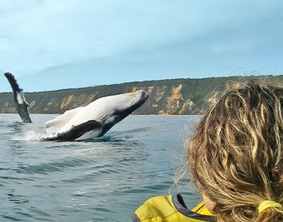 A person with blond hair watches a humpback whale breach from the sea, against a backdrop of rugged coastal cliffs and a clear blue sky.