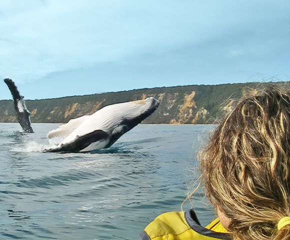 A person with blond hair watches a humpback whale breach from the sea, against a backdrop of rugged coastal cliffs and a clear blue sky.