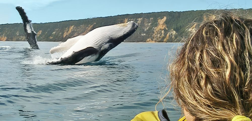 A person with blond hair watches a humpback whale breach from the sea, against a backdrop of rugged coastal cliffs and a clear blue sky.
