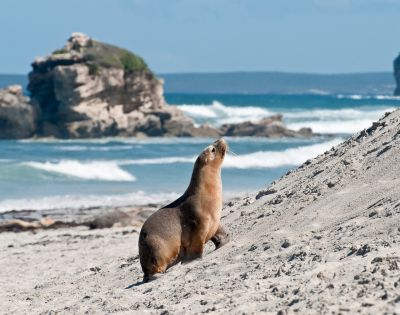 A sea lion walks up a sandy beach with ocean waves and rocky cliffs in the background under a blue sky, creating a serene and natural scene.