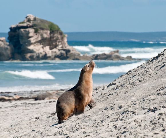 A sea lion walks up a sandy beach with ocean waves and rocky cliffs in the background under a blue sky, creating a serene and natural scene.