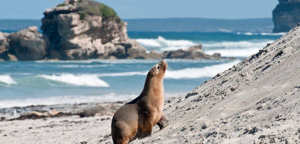A sea lion walks up a sandy beach with ocean waves and rocky cliffs in the background under a blue sky, creating a serene and natural scene.