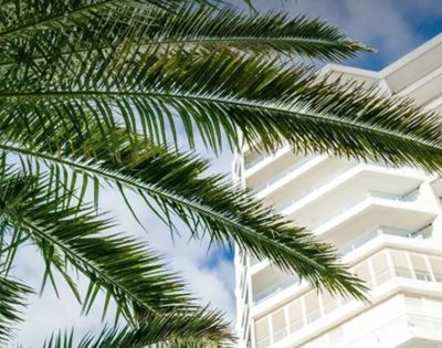 A palm tree's green fronds stretch against a bright sky, partially obscuring a modern white building's geometric balconies in a sunny scene.