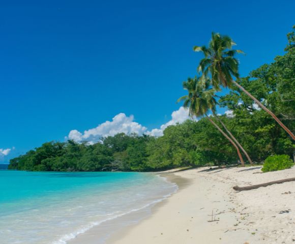 Tropical beach scene with turquoise water, clear blue sky, and white sand. Palm trees lean over the shore, creating a serene, idyllic atmosphere.