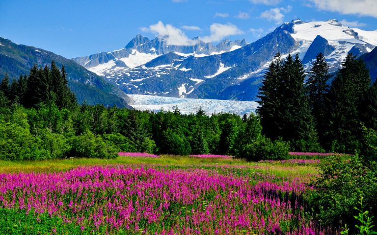 Lush green forest and vibrant pink wildflowers in foreground, with a background of snow-capped mountains under a clear blue sky, conveying tranquility.