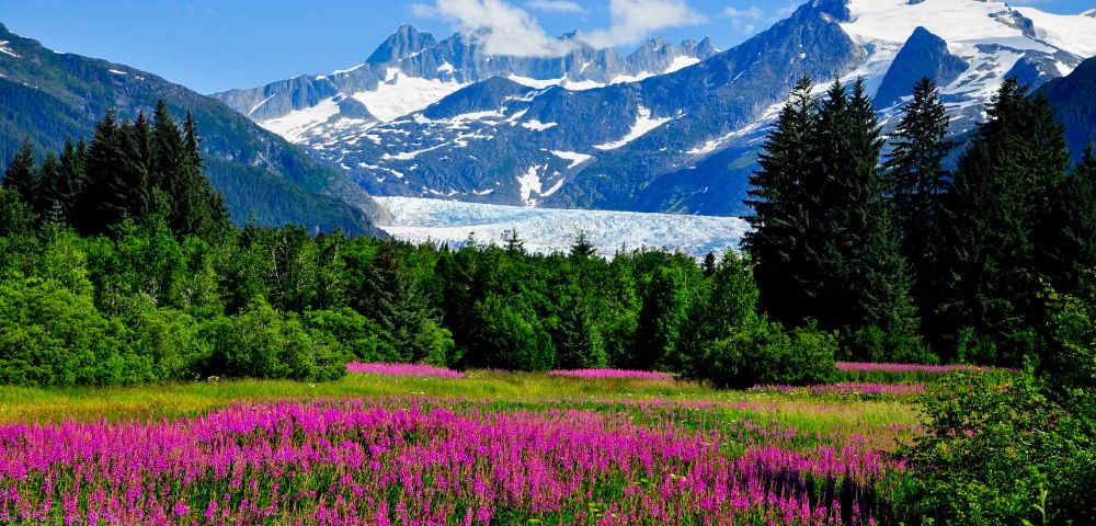 Lush green forest and vibrant pink wildflowers in foreground, with a background of snow-capped mountains under a clear blue sky, conveying tranquility.