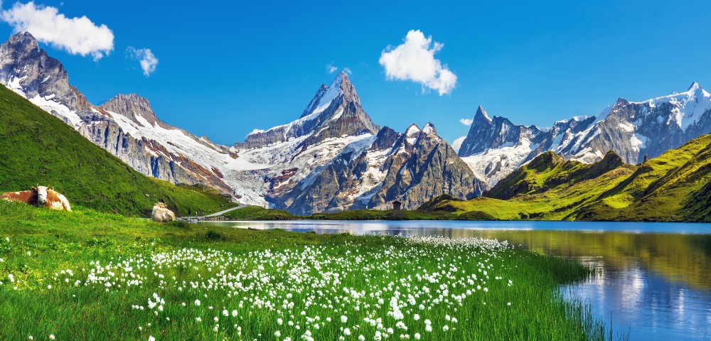 Alpine landscape with snow-capped mountains under a blue sky, reflecting in a tranquil lake. Foreground has lush grass dotted with white flowers.
