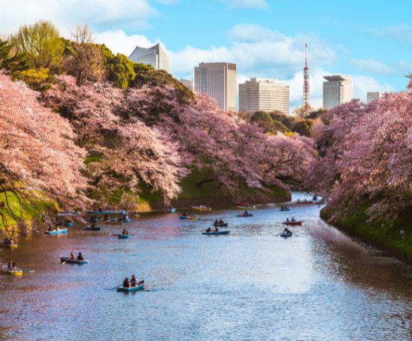 People row boats on a tranquil river lined with blooming cherry blossoms under a clear blue sky, with a city skyline in the background.