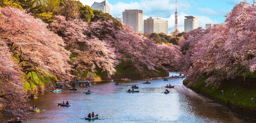 People row boats on a tranquil river lined with blooming cherry blossoms under a clear blue sky, with a city skyline in the background.