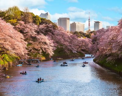 People row boats on a river surrounded by cherry blossom trees in full bloom. A skyline of tall buildings is visible under a bright blue sky.