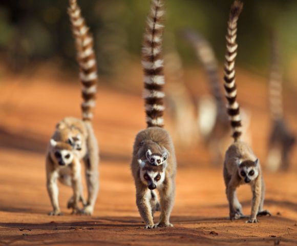 Three lemurs with striped tails walk on orange sandy ground. One lemur carries a baby on its back. The background is softly blurred, conveying motion.