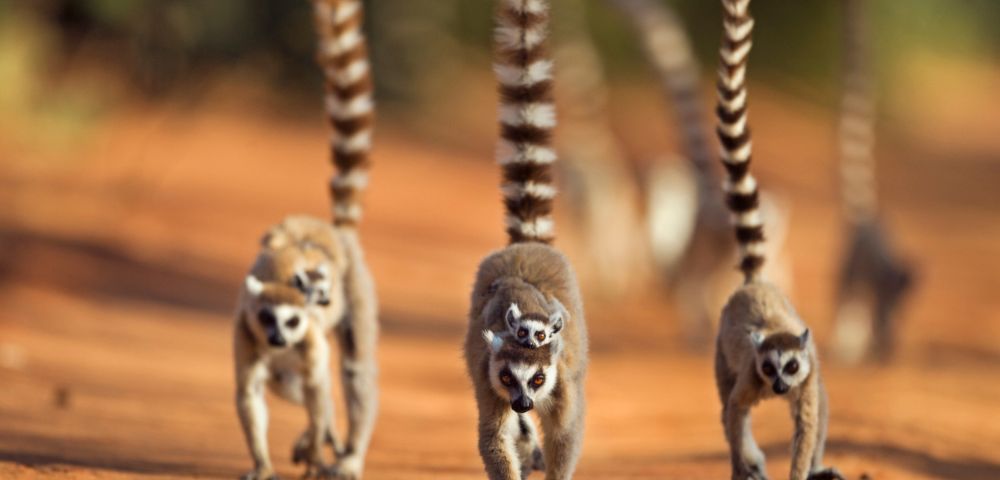 Three lemurs with striped tails walk on orange sandy ground. One lemur carries a baby on its back. The background is softly blurred, conveying motion.