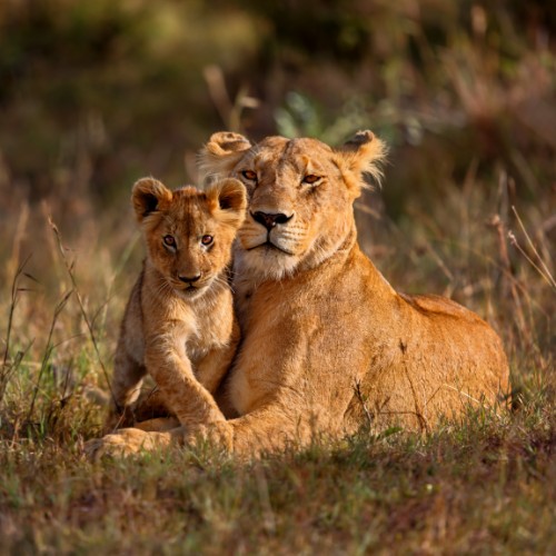 A lioness and her cub rest in tall grass, bathed in warm sunlight. The lioness appears protective, while the cub looks curious and alert.