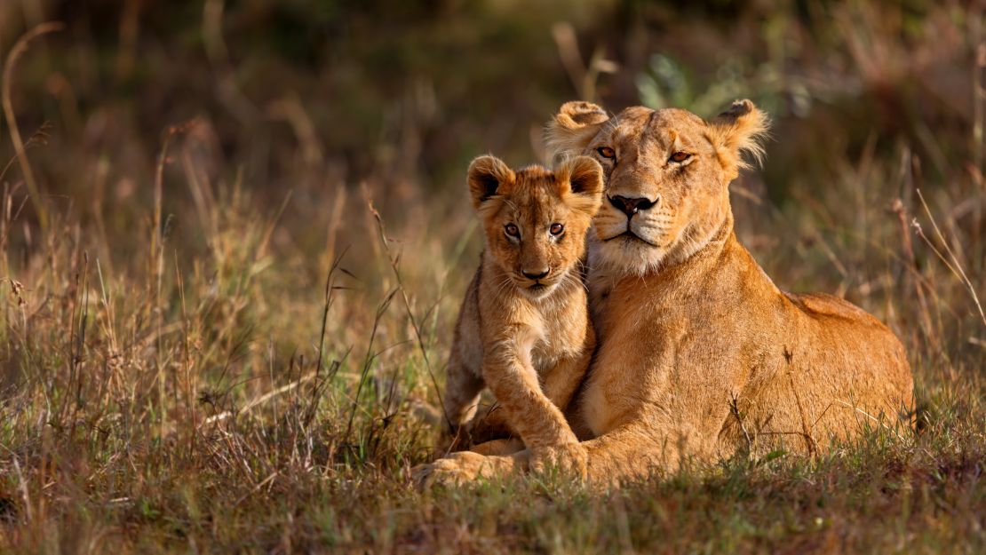 A lioness and her cub rest in tall grass, bathed in warm sunlight. The lioness appears protective, while the cub looks curious and alert.
