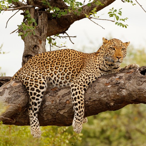 A leopard reclines on a tree branch, its spotted coat contrasting with the bark. The backdrop of lush greenery creates a tranquil, natural setting.