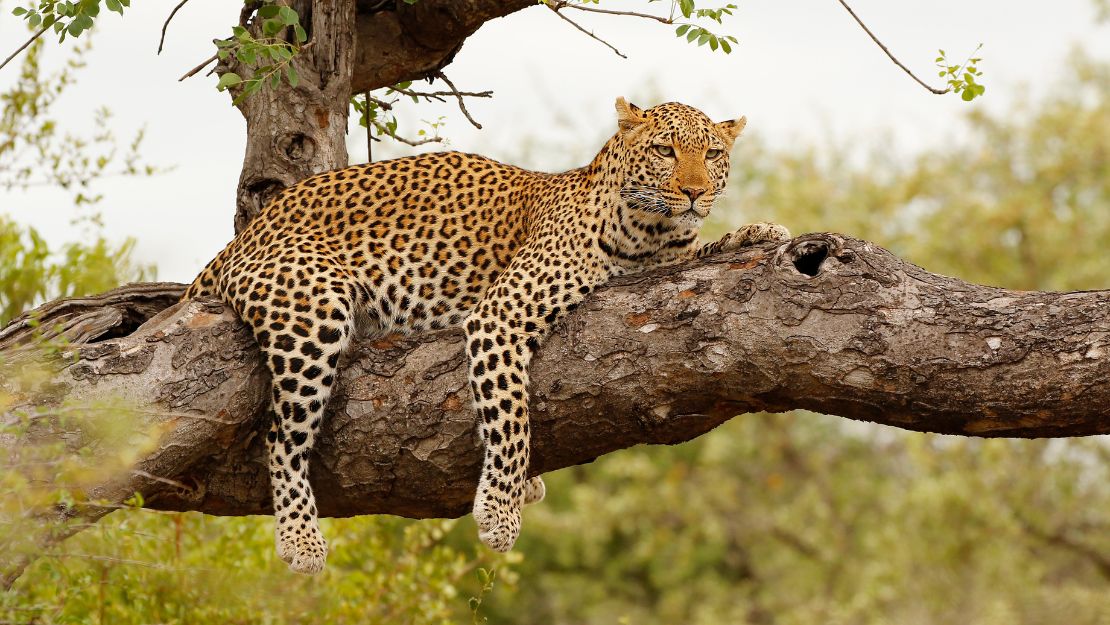 A leopard reclines on a tree branch, its spotted coat contrasting with the bark. The backdrop of lush greenery creates a tranquil, natural setting.