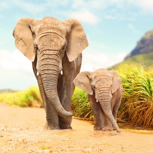 Two elephants, one large and one small, walk side by side on a dirt path. They're surrounded by grass with a mountain in the background under a clear sky.