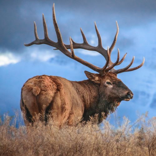 Majestic elk with large antlers stands in a field of dry grass against a backdrop of snow-capped mountains and a cloudy sky.