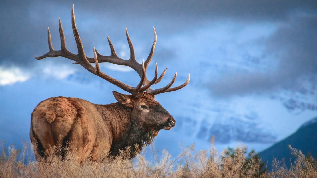 Majestic elk with large antlers stands in a field of dry grass against a backdrop of snow-capped mountains and a cloudy sky.