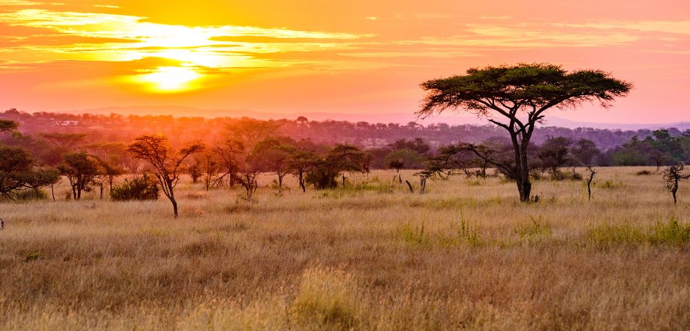 Vibrant sunset over an African savanna featuring silhouettes of acacia trees and golden grasslands, evoking a serene and tranquil atmosphere.