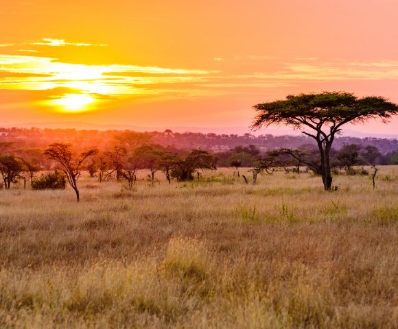 Vibrant sunset over an African savanna featuring silhouettes of acacia trees and golden grasslands, evoking a serene and tranquil atmosphere.