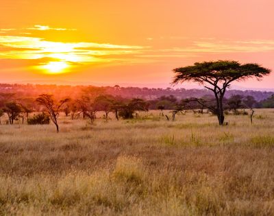 Sunset over an African savanna, with a vibrant orange sky, silhouetted acacia trees, and golden grasslands, conveying serenity and natural beauty.