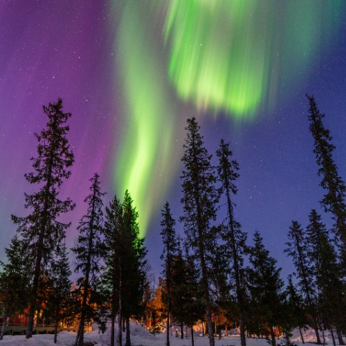Tall pine trees silhouetted against a night sky illuminated by vibrant green and purple Northern Lights, evoking awe and serenity.