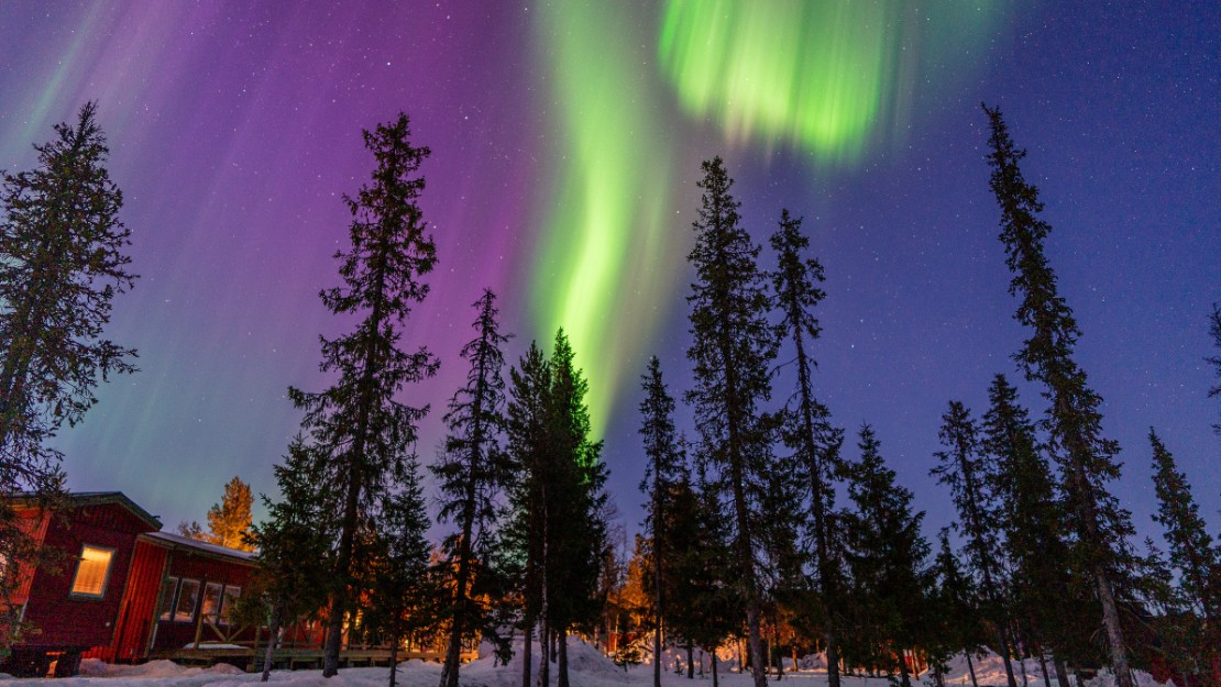 Tall pine trees silhouetted against a night sky illuminated by vibrant green and purple Northern Lights, evoking awe and serenity.
