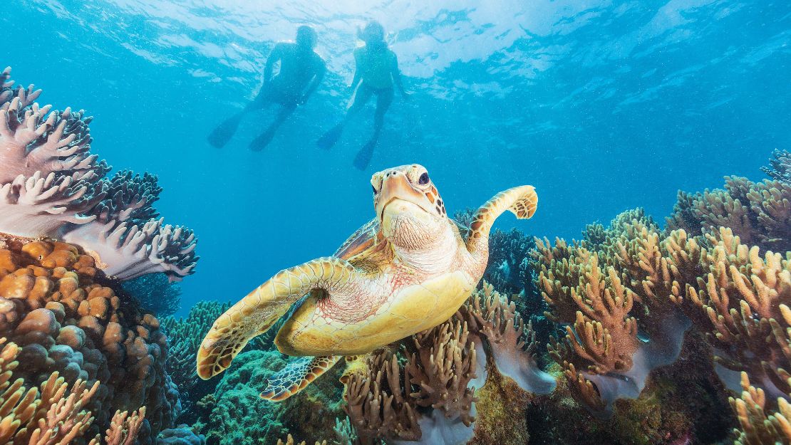 Underwater view of a sea turtle swimming near coral reefs with two snorkelers visible in the background.