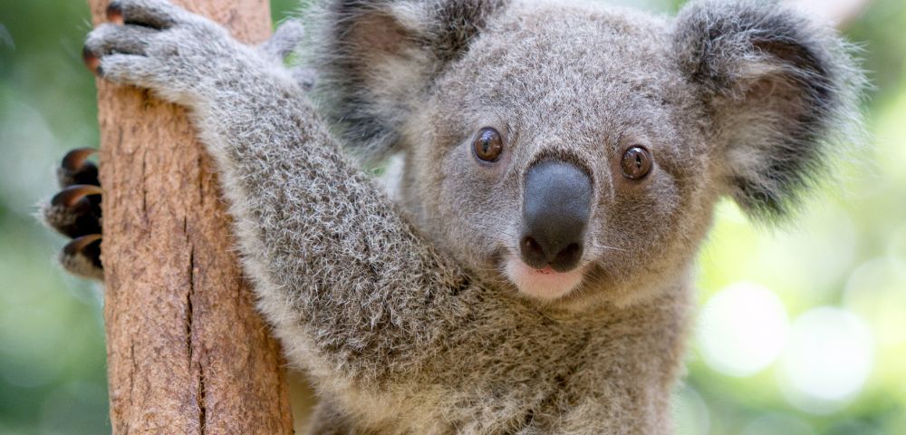 Close-up of a koala clinging to a tree trunk, looking directly into the camera. The background is a soft blur of green, suggesting a lush forest.