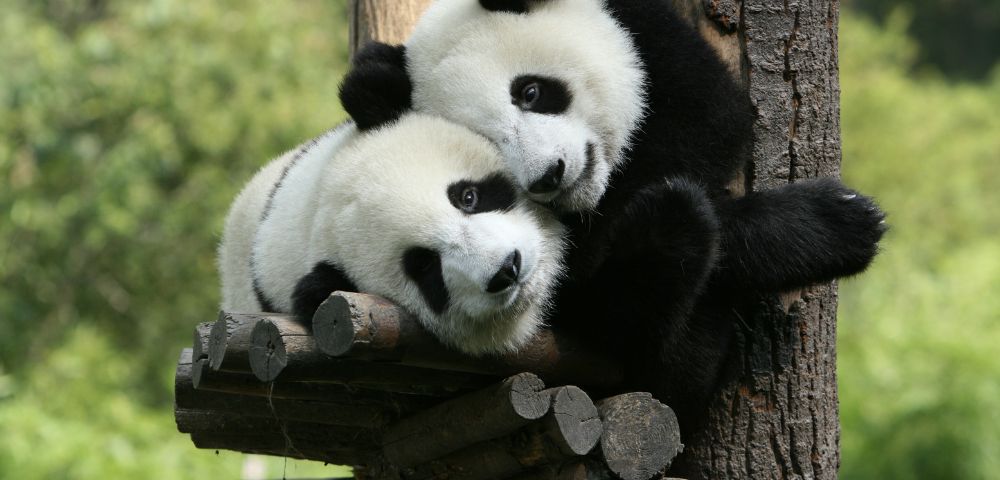 Ultimate Great Wall, Panda & Cherry Blossom Exploration Main Image
