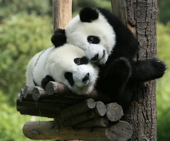 Ultimate Great Wall, Panda & Cherry Blossom Exploration Main Image