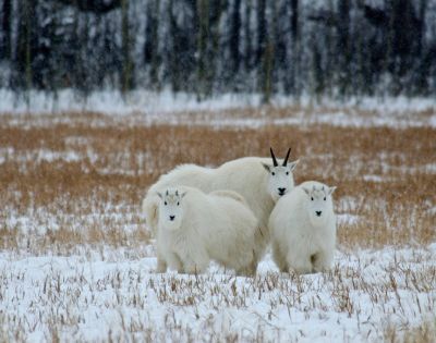 Three white mountain goats stand on a snowy field with brown grass, framed by a forest backdrop. The scene conveys a serene, wintry atmosphere.
