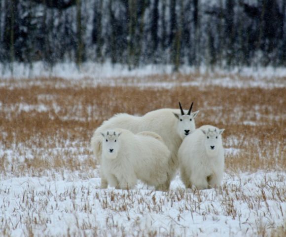Three white mountain goats stand on a snowy field with brown grass, framed by a forest backdrop. The scene conveys a serene, wintry atmosphere.