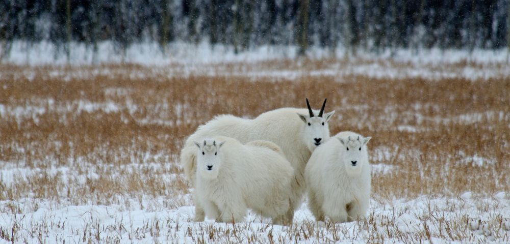 Three white mountain goats stand on a snowy field with brown grass, framed by a forest backdrop. The scene conveys a serene, wintry atmosphere.